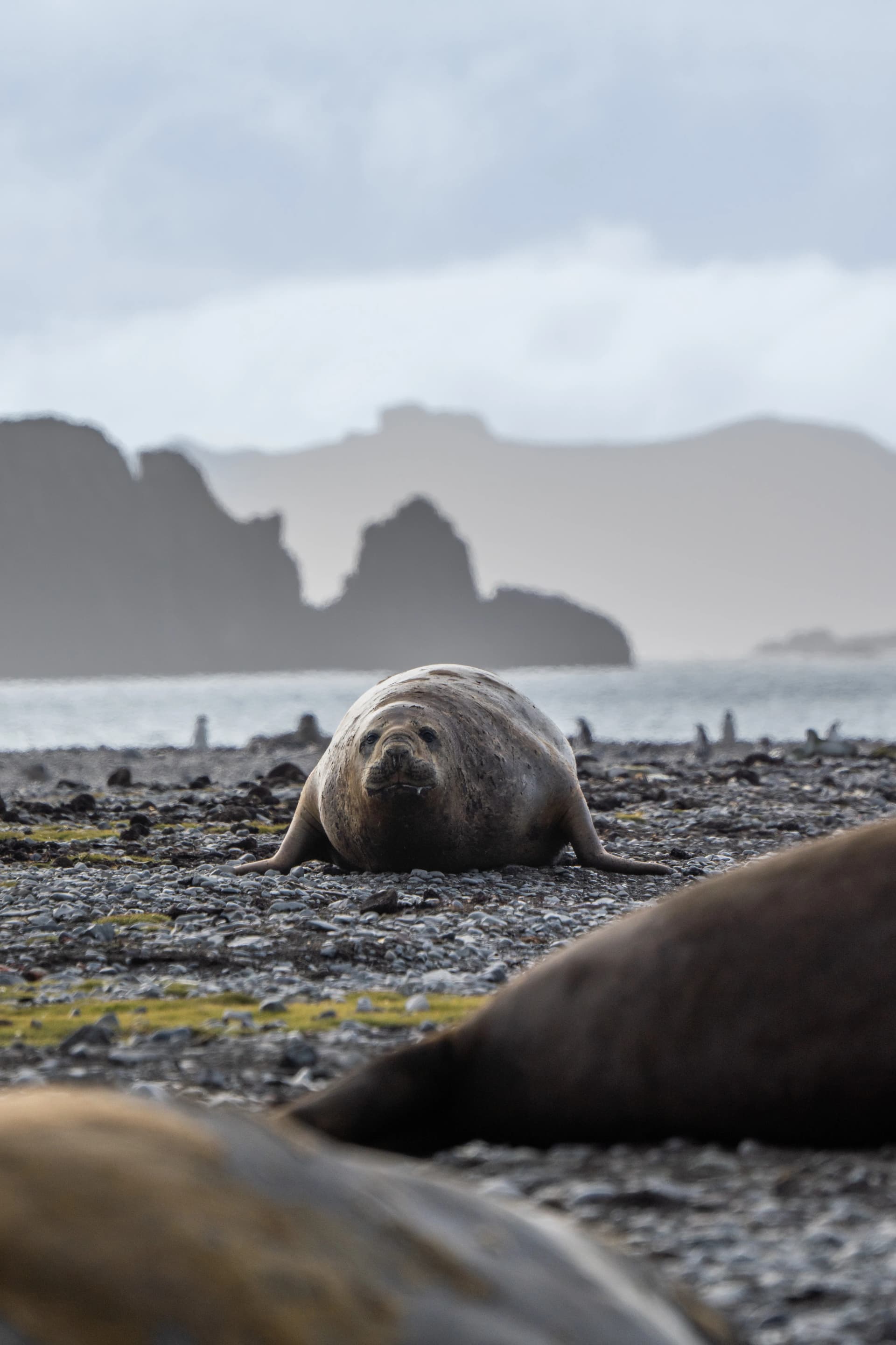 Antarctic Wonders: roundtrip cruise from Ushuaia