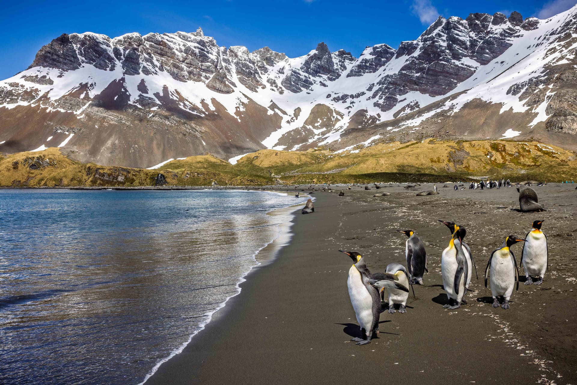 Antarctica, the Falklands & South Georgia roundtrip cruise