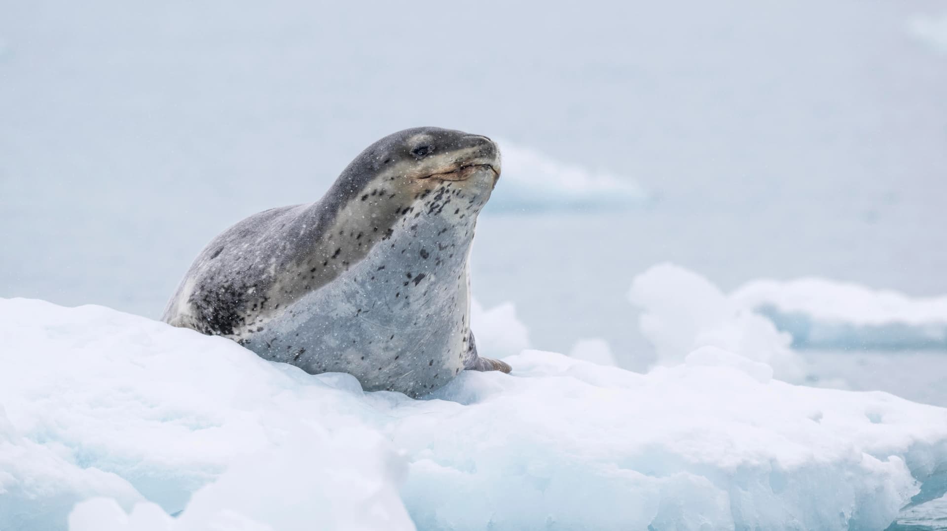 Antarctic Wonders: roundtrip cruise from Ushuaia