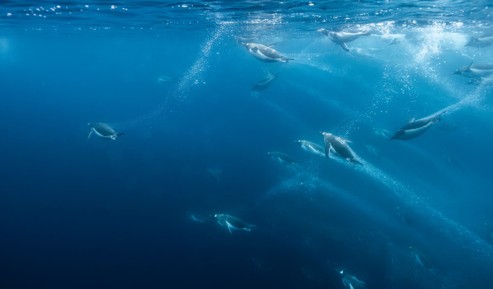 Antarctic Wonders: roundtrip cruise from Ushuaia