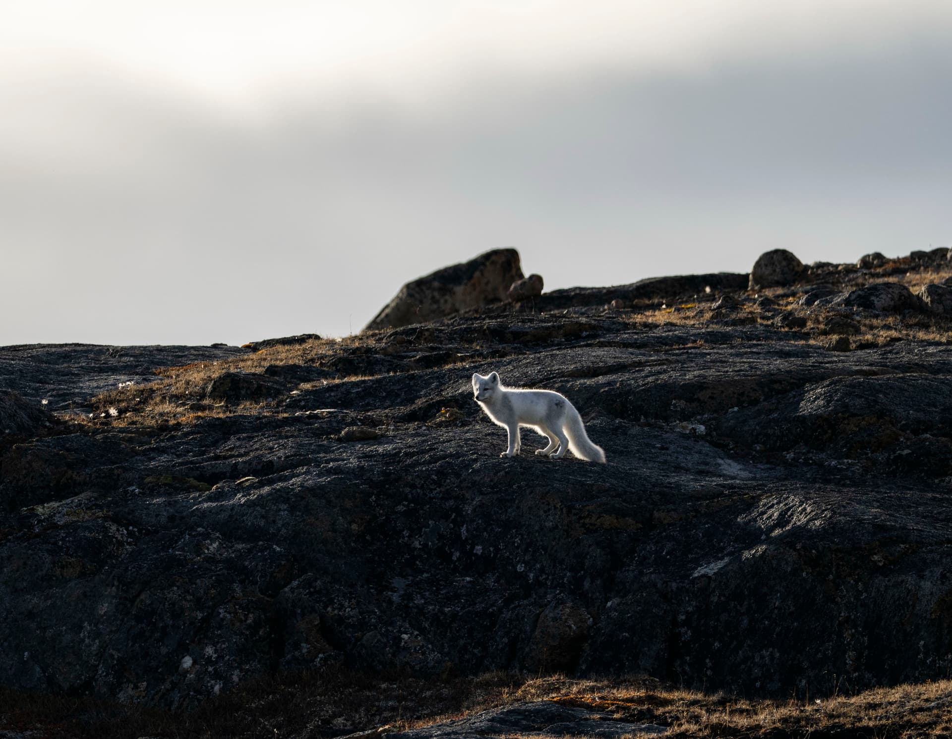 Wildlife Watching 1