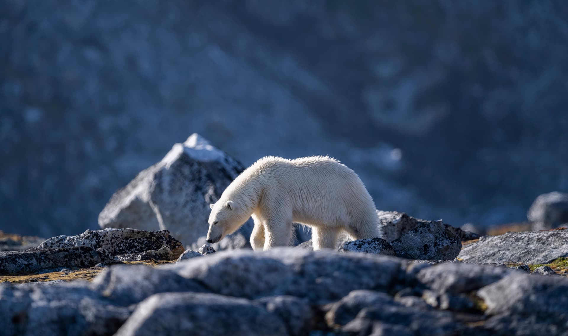 Ultimate Svalbard Cruise