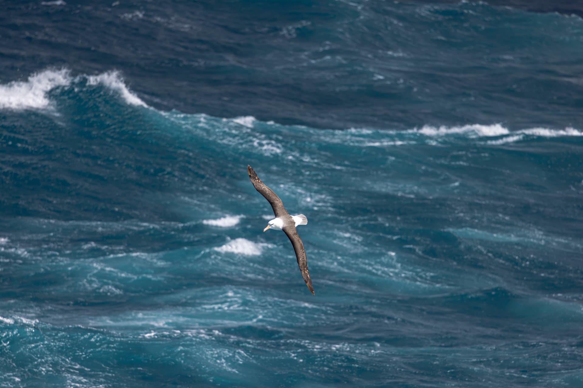 Albatross all around 1