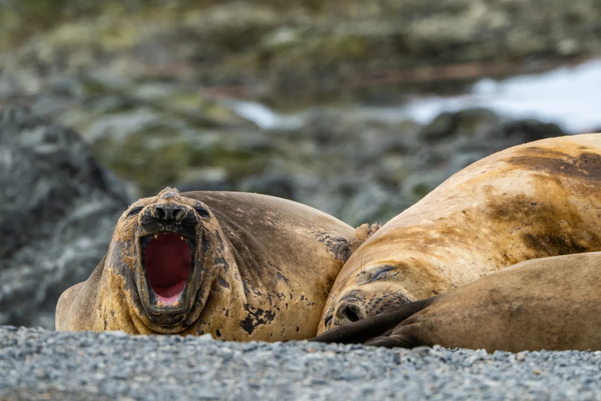 Antarctic Wonders: roundtrip cruise from Ushuaia