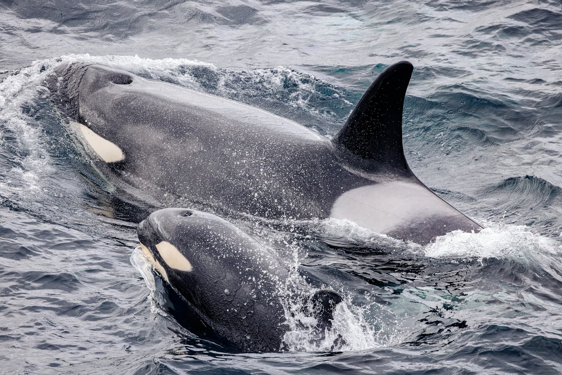 Roundtrip cruise to Antarctica from Ushuaia