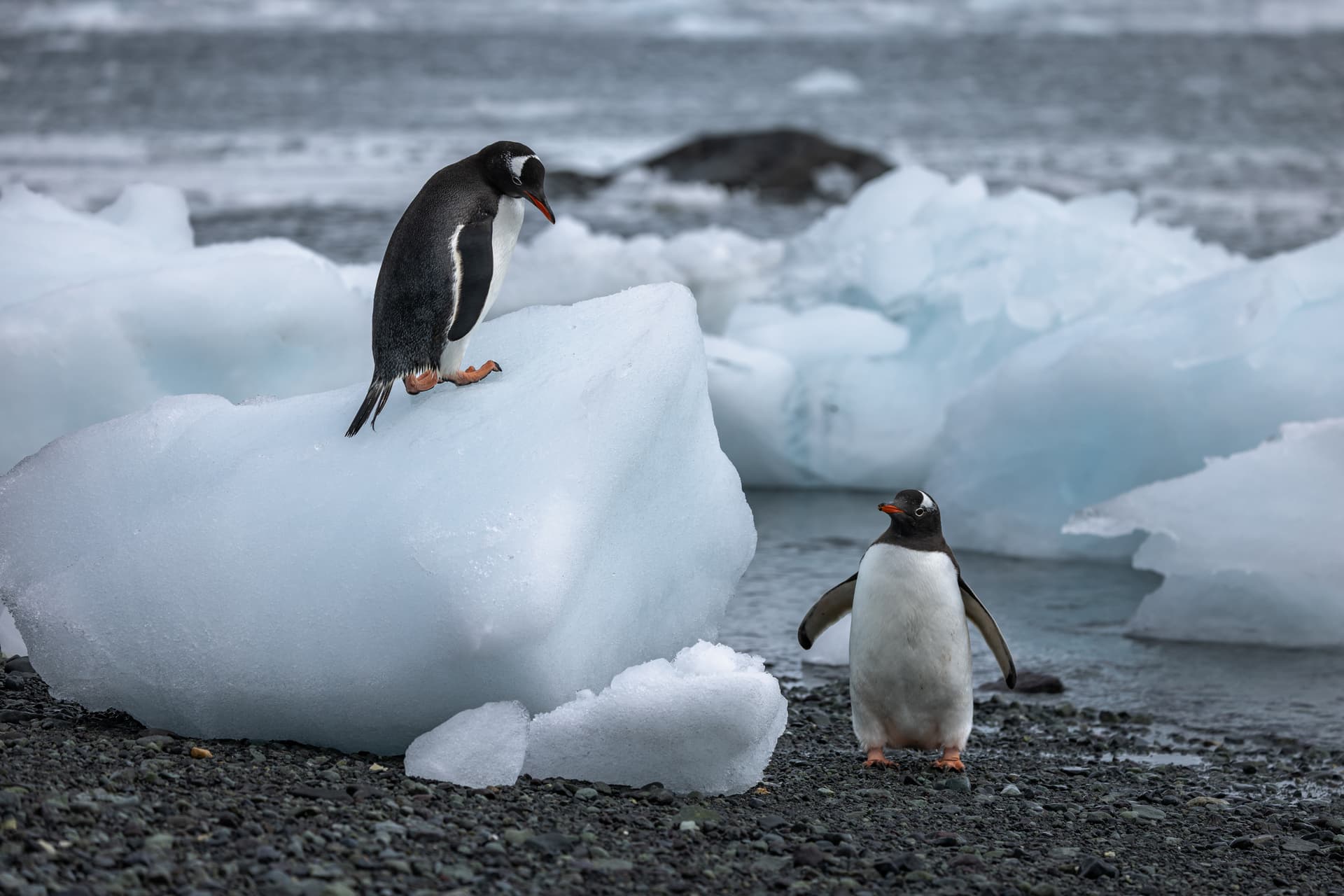 Antarctic Wonders: roundtrip cruise from Ushuaia