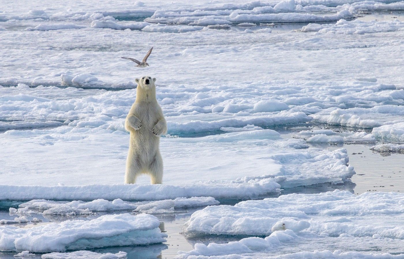 3949924ce45df0a9b00a617f6efef6be5fe83220